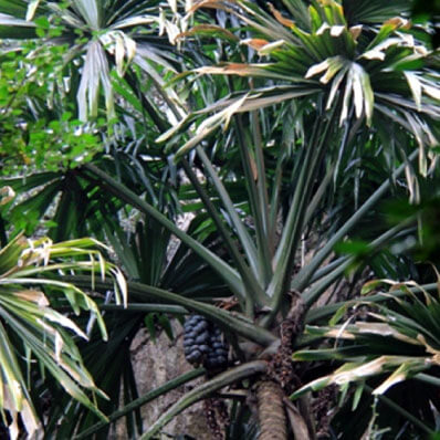 Borassodendron-machadonis