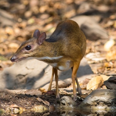 Langkawi